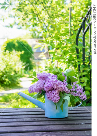 beautiful bouquet of lilacs in garden watering on bridge 66997047