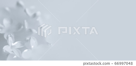 Delicate white flowers in milk white background. 66997048
