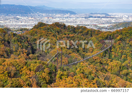 A large suspension bridge "Hoshi no Branco" in the Hoshinoda garden during the autumn colors A large suspension bridge "Hoshi no Branco" in the Hoshinoda garden during the autumn colors 66997157