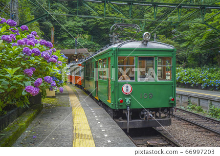 繡球盛開的箱根登山鐵道 66997203