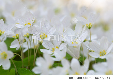 Wood sorrel, Oxalis acetosella plants in bloom 66997233