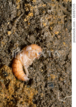 Soldier beetle, Cantharidae pupa in mould 66997235