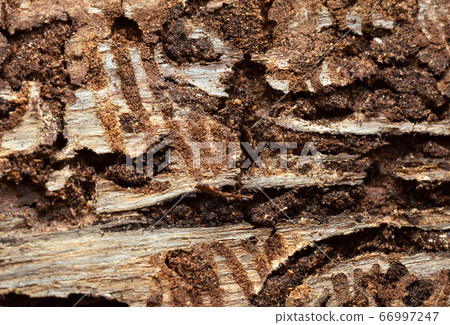 Larval tunnels in fir bark after the european spruce bark beetle, Ips typographus. This beetle can be a pest on coniferous woods. Larval tunnels in fir bark after the european spruce bark beetle, Ips typographus. This beetle can be a pest on coniferous woods. 66997247