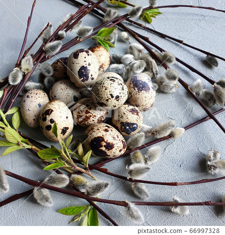 Quail eggs and willow branches on a gray background. Farm organic food concept. Easter decoration concept. Square photo, top view, flat lay. Quail eggs and willow branches on a gray background. Farm organic food concept. Easter decoration concept. Square photo, top view, flat lay. 66997328