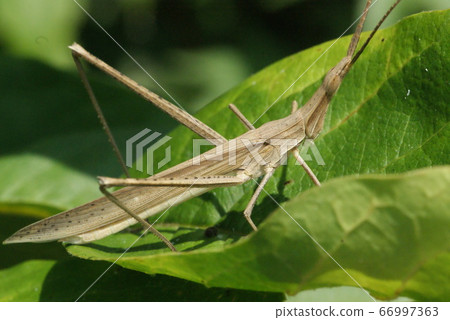 Shorurigata 66997363