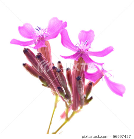 小紅色花Musci Trina dixico 小紅色花Musci Trina dixico 66997437