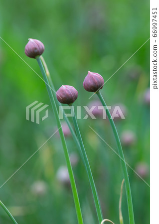 Alinium plants with buds in early summer 66997451