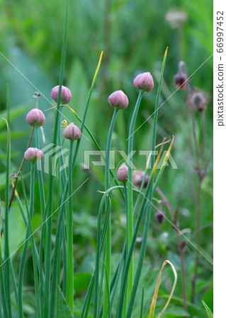Alinium plants with buds in early summer 66997452