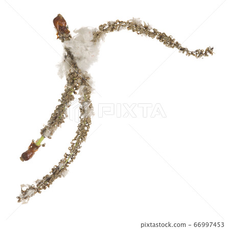 Common aspen, Populus tremula catkins isolated on white background 66997453