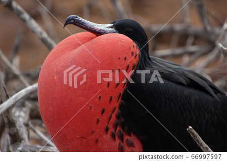 Wild American Frigatebird in the Galapagos Islands Wild American Frigatebird in the Galapagos Islands 66997597
