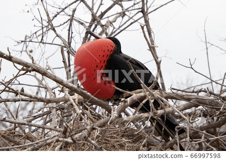 Wild American Frigatebird in the Galapagos Islands Wild American Frigatebird in the Galapagos Islands 66997598