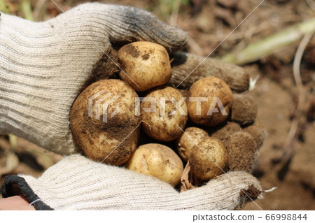 Potato harvest hobby kitchen garden 66998844