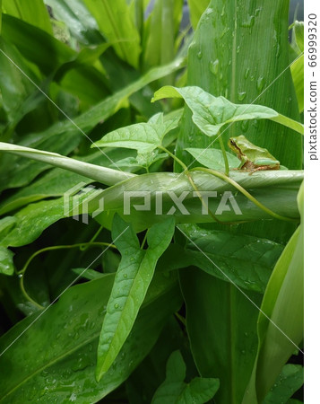 青蛙 66999320