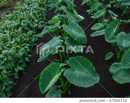 The identity of the big leaf The identity of the big leaf 67000150