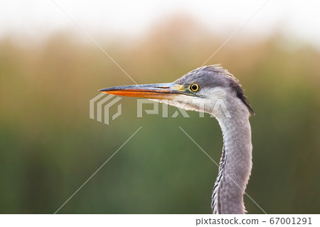 Interested grey heron observing surroundings in summer wetland. 67001291