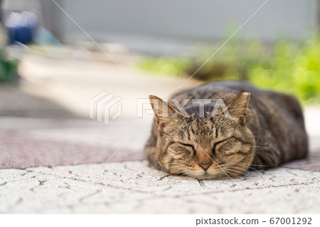 Sleeping cat 67001292