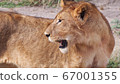 African wildlife female lion profile 67001355