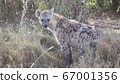 African wildlife Spotted hyena 67001356