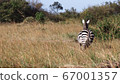 African wildlife zebra back view 67001357