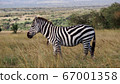 African wildlife zebra sideways 67001358