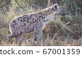 African wildlife spotted hyena side profile 67001359