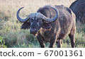 African wildlife African buffalo 67001361