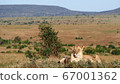 African wildlife lion and nature view 67001362