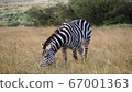 African wildlife zebra grass-eating 67001363