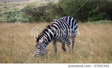 非洲野生動物斑馬吃草 67001363