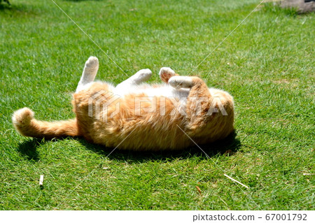 Nyan Amaenbou, a brown tiger white socks cat on the grass. Local cat 67001792