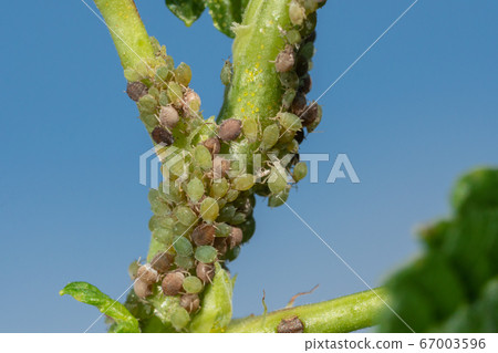 Insect pests, aphid, on the shoots and fruits of plants, Spider mite on flowers. Pepper attacked by malicious insects 67003596