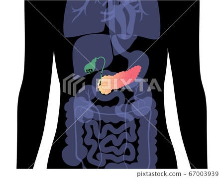 Pancreas an human body Pancreas an human body 67003939