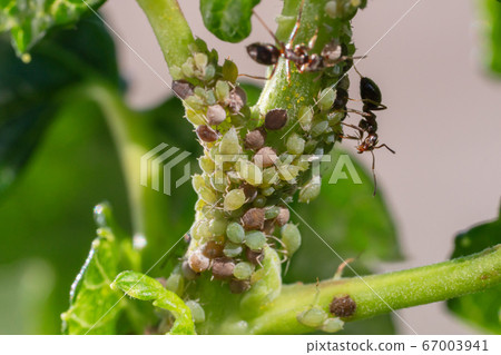 Insect pests, aphid, on the shoots and fruits of plants, Spider mite on flowers. Pepper attacked by malicious insects 67003941