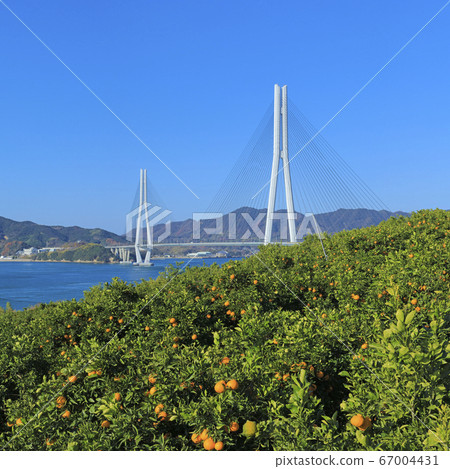 橘橘田的Shimanami Kaido Tatara橋 67004431