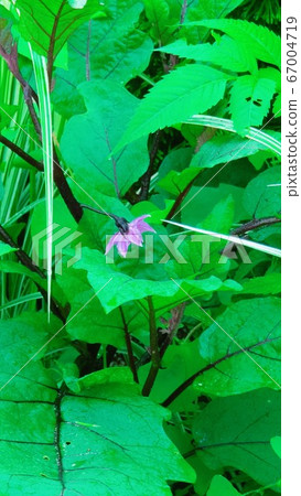 茄子花 茄子花 67004719