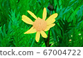 Flower 67004722