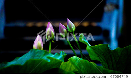 Take Oga lotus 67004749