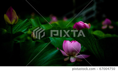 Take Oga lotus 67004750