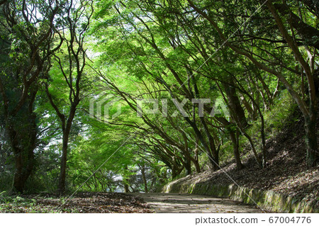 Promenade of Mochioka Park in the fresh green 67004776
