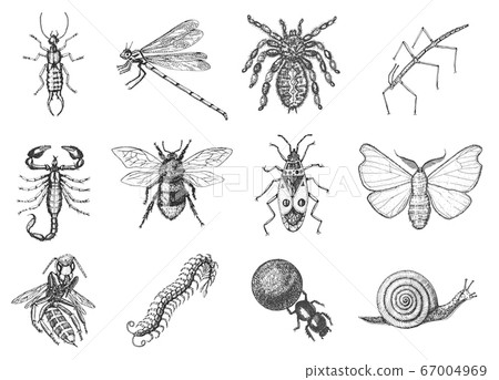 Snail bee dragonfly butterfly. Scorpion and spider. Insects bugs beetles and many species in vintage 67004969