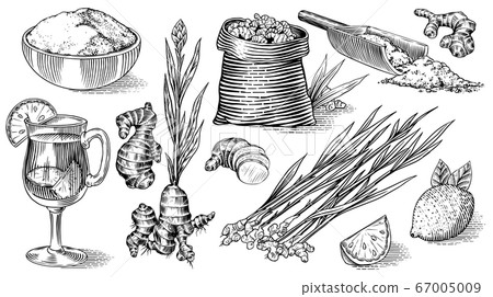Ginger root, Chopped rhizome, Fresh plant, Bag and tea in glass cup. Vector Engraved hand drawn Ginger root, Chopped rhizome, Fresh plant, Bag and tea in glass cup. Vector Engraved hand drawn 67005009
