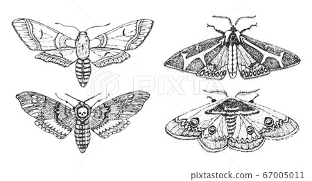 Butterfly or wild moths insects. Mystical symbol or entomological of freedom. Engraved hand drawn 67005011