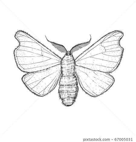 Butterfly or wild moths insects. Mystical symbol or entomological of freedom. Engraved hand drawn Butterfly or wild moths insects. Mystical symbol or entomological of freedom. Engraved hand drawn 67005031