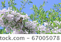 Butterflies and flowers 67005078