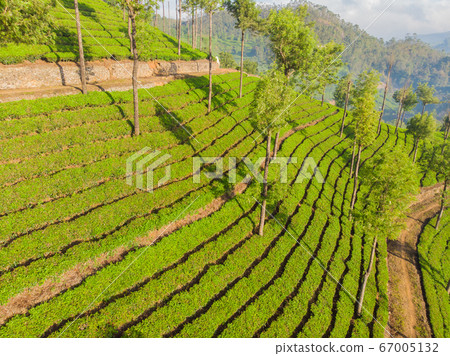 Aerial view of tea plantations near the city of Munar. India. Aerial view of tea plantations near the city of Munar. India. 67005132