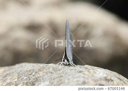 Uragine brevity Uragine brevity 67005146