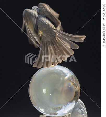 仁川市南洞區江東洞Manuigol的鳥類 67005240