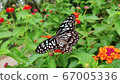 Flowers and butterflies 67005336