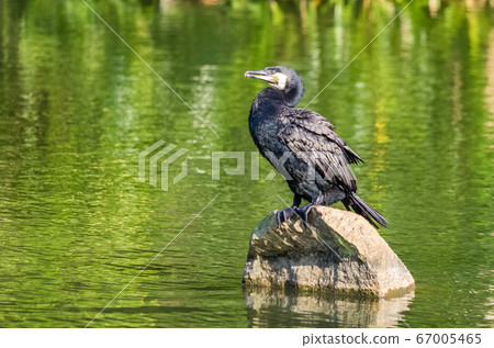 Indian cormorant stands on a stone in a pond Indian cormorant stands on a stone in a pond 67005465