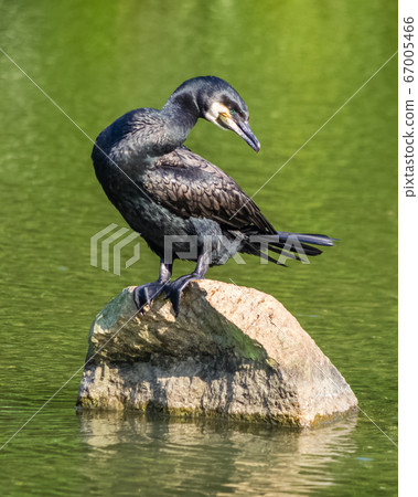 Indian cormorant stands on a stone in a pond 67005466
